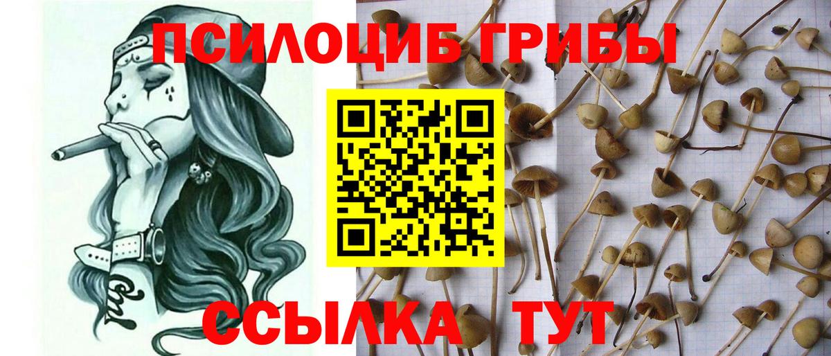 Псилоцибиновые грибы прущие грибы Гурьевск